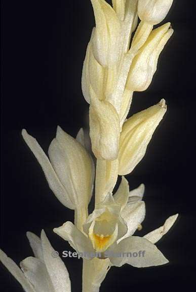 cephalanthera austiniae 7 graphic